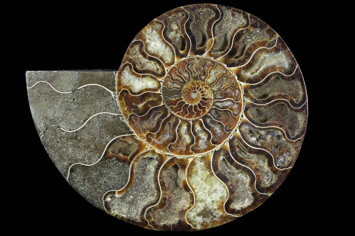 Agatized Ammonite Fossil (Half) - Agatized #91193